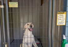 Featured Pet of The Day- Ricky