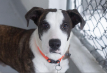 Featured Pet of The Day- Benny