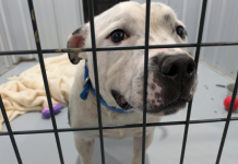 Featured Pet of The Day- Tucker