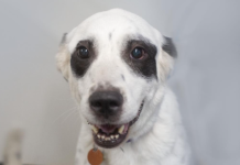 Featured Pet of The Day- Hope