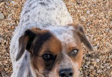 Featured Pet of The Day-Stan