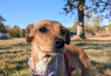 Featured Pet of The Day- Cupcake