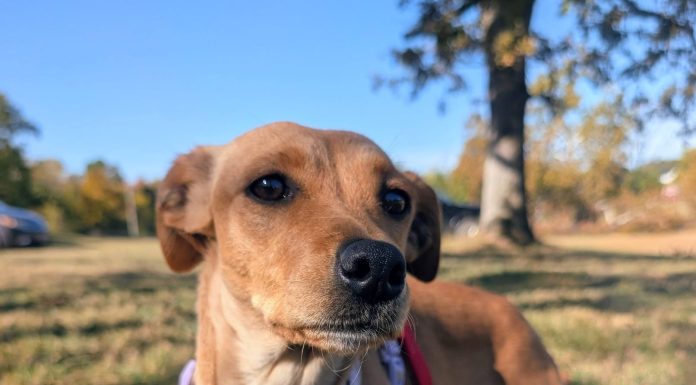 Featured Pet of The Day- Cupcake
