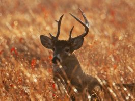 MDC encourages hunters to have deer sampled for CWD all season