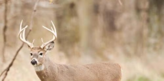 Youth Deer Season in Missouri Begins this Weekend