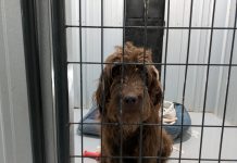 Featured Pet of The Day- Chewbacca