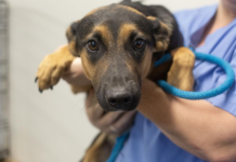 Featured Pet of The Day-Cherry