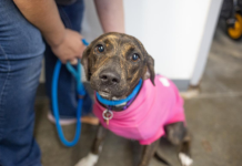 Featured Pet of The Day- Baby Girl