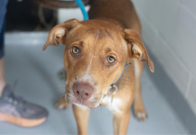 Featured Pet of The Day- Zeus