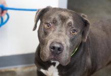 Featured Pet of The Day- Hulk