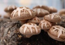 Learn to Raise Shiitake Mushrooms in this Workshop