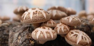 Learn to Raise Shiitake Mushrooms in this Workshop