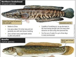 MDC officials confirm northern snakehead fish in Oregon County’s Eleven Point River