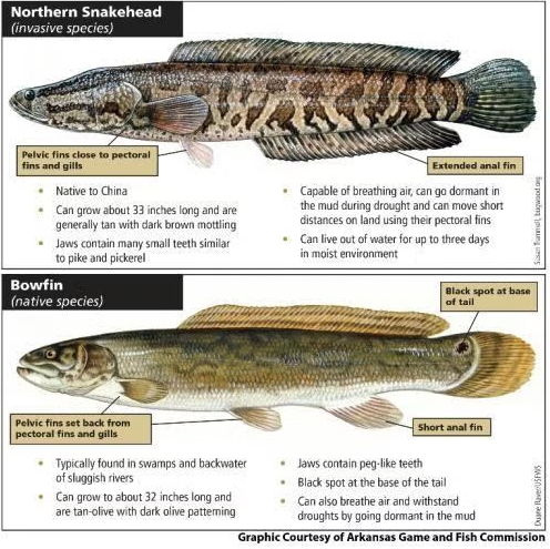 Snakehead