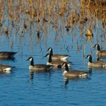 MDC encourages awareness of “bird flu” as fall migration begins