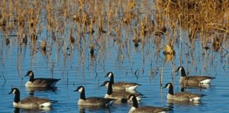 MDC encourages awareness of “bird flu” as fall migration begins